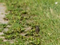 Phoenicurus ochruros 1cy Gröna jaktstugan, Foteviken, Vellinge, Skåne, Sweden 20190803_0002