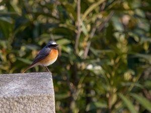 Phoenicurus phoenicurus - Common Redstart - Rödstjärt