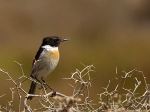 Saxicola dacotiae - Canary Islands Stonechat - Kanariebuskskvätta