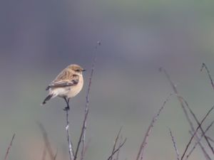 Saxicola maurus - Eastern Stonechat - Vitgumpad buskskvätta