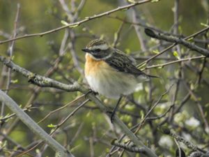 Saxicola rubetra - Whinchat - Buskskvätta