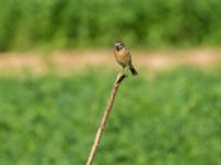 Saxicola rubetra Oued Massa Bridge, Morocco 20180224_0014