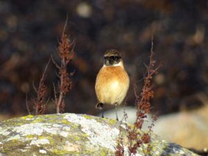 Saxicola rubicola - European Stonechat - Svarthakad buskskvätta