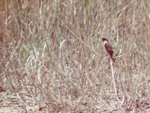 Saxicola stejnegeri - Siberian Stonechat - Stjnegers buskskvätta