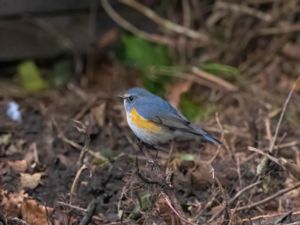 Tarsiger cyanurus - Red-flanked Bluetail - Taigablåstjärt