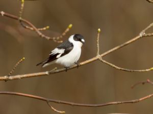 Ficedula albicollis - Collared Flycatcher - Halsbandsflugsnappare