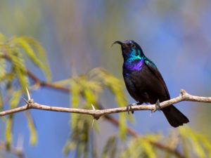 Cinnyris osea - Palestine Sunbird - Palestinasolfågel