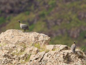 Numida meleagris - Helmeted Guineafowl - Hjälmpärlhöna