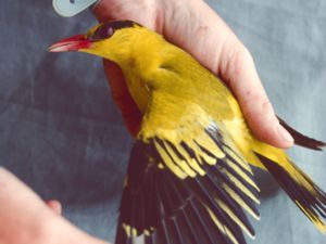 Oriolus chinensis - Black-naped Oriole - Svartnackad gylling