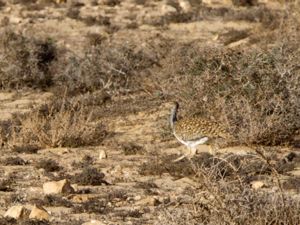 Chlamydotis undulata - Houbara Bustard - Ökentrapp