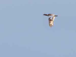 Tetrax tetrax - Little Bustard - Småtrapp