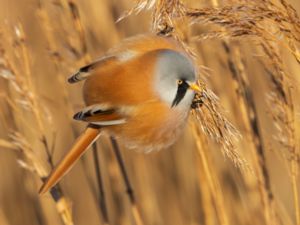 Panurus biarmicus - Bearded Reedling - Skäggmes