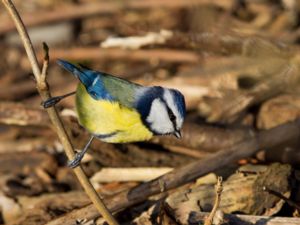 Cyanistes caeruleus - Eurasian Blue Tit - Blåmes