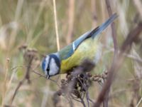 Cyanistes caeruleus Ön, Malmö, Skåne, Sweden 20231111_0010