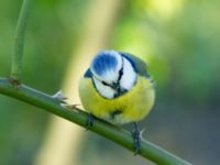 Cyanistes caeruleus Gamla begravningsplatsen, Malmö, Skåne, Sweden 20190422B_0063