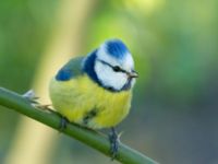 Cyanistes caeruleus Gamla begravningsplatsen, Malmö, Skåne, Sweden 20190422B_0064