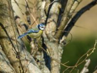 Cyanistes caeruleus Gamla begravningsplatsen, Malmö, Skåne, Sweden 20190422_0057