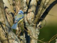 Cyanistes caeruleus Gamla begravningsplatsen, Malmö, Skåne, Sweden 20190422_0060