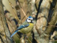 Cyanistes caeruleus Gamla begravningsplatsen, Malmö, Skåne, Sweden 20190422_0062