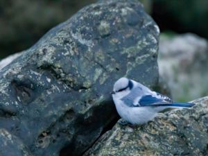 Cyanistes cyanus - Azure Tit - Azurmes