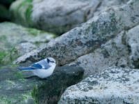 Cyanistes cyanus Lilla hamnen, Grönhögen, Mörbylånga, Öland, Sweden 20161015B_0057