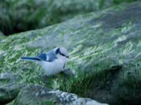 Cyanistes cyanus Lilla hamnen, Grönhögen, Mörbylånga, Öland, Sweden 20161015B_0085