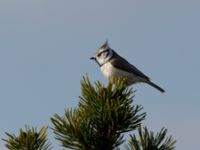 Lophophanes cristatus Friseboda, Kristianstad, Skåne, Sweden 20100402 179