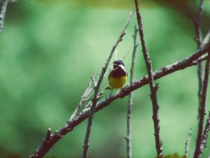 Pardaliparus venustulus - Yellow-bellied Tit - Mandarinmes