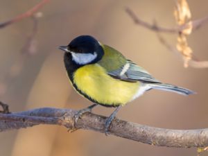 Parus major - Great Tit - Talgoxe