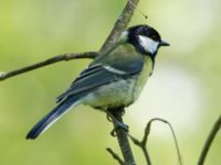 Parus major Björkadammen, Malmö, Skåne, Sweden 20160510_0029