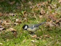 Parus major Hammars park, Malmö, Skåne, Sweden 20190418_0034