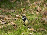 Parus major Hammars park, Malmö, Skåne, Sweden 20190418_0036