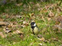 Parus major Hammars park, Malmö, Skåne, Sweden 20190418_0037