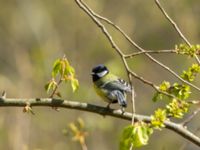 Parus major Hammars park, Malmö, Skåne, Sweden 20190418_0040