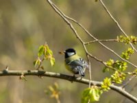 Parus major Hammars park, Malmö, Skåne, Sweden 20190418_0041