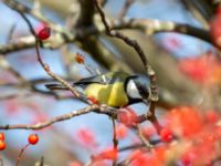 Parus major Klagshamns udde, Malmö, Skåne, Sweden 20191015_0037