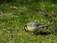 Parus major Sibbarp, Malmö, Skåne, Sweden 20170419_0079