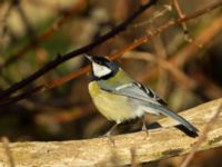 Parus major Skjutbanan, Lernacken, Malmö, Skåne, Sweden 20170310_0022