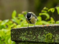 Parus major St Pauli S kyrkogård, Malmö, Skåne, Sweden 20190427_0020