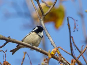 Periparus ater - Coal Tit - Svartmes