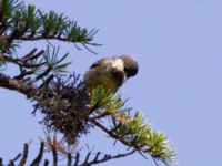 Periparus ater Akseki, Turkey 20120707 056