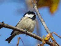 Periparus ater Hamnen, Klagshamns udde, Malmö, Skåne, Sweden 20141011_0056