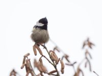 Periparus ater Toarp, Malmö, Skåne, Sweden 20130203B 017