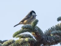 Periparus ater Toarp, Malmö, Skåne, Sweden 20250102_0209