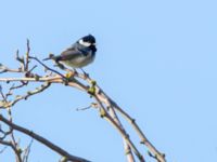 Periparus ater Tygelsjö ängar, Malmö, Skåne, Sweden 20170409B_0016