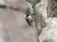 Periparus ater michalowskii Kuro S, Stepantsminda, Mtskheta-Mtianeti, Georgia 20180424_2397