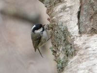 Periparus ater michalowskii Kuro S, Stepantsminda, Mtskheta-Mtianeti, Georgia 20180424_2400