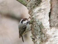 Periparus ater michalowskii Kuro S, Stepantsminda, Mtskheta-Mtianeti, Georgia 20180424_2401