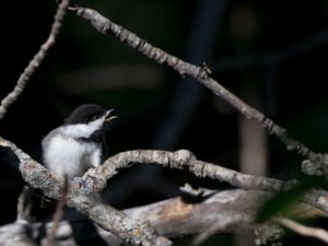 Poecile atricapillus - Black-capped Chickadee - Amerikansk talltita