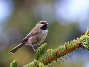 Poecile hudsonicus - Boreal Chickadee - Kanadames